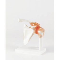 Articulation de l’épaule – taille réelle