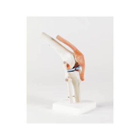 Articulation genou