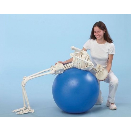 SQUELETTE FLEXIBLE HUGO