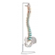 Colonne vertebrale