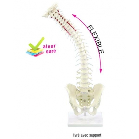 Colonne vertébrale flexible avec bassin