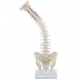 Colonne vertébrale flexible avec bassin