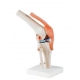 ARTICULATION DU GENOU - PREMIUM