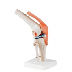 ARTICULATION DU GENOU - PREMIUM