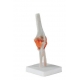 Articulation premium du coude