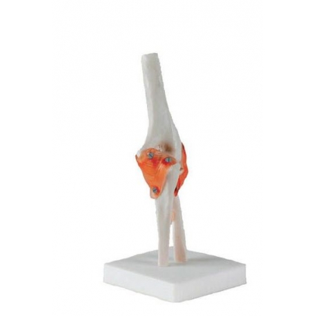 Articulation premium du coude