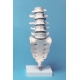 VERTEBRES LOMBAIRES