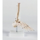 ARTICULATION DU PIED