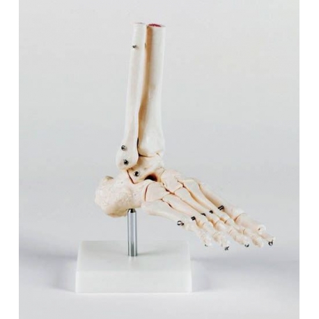 ARTICULATION DU PIED