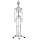 SQUELETTE NORBERT INSERTION ET MUSCLES