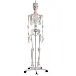 SQUELETTE NORBERT INSERTION ET MUSCLES