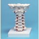 VERTEBRES CERVICALES