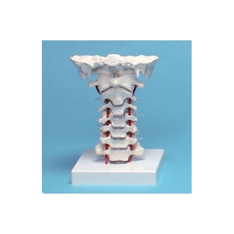 VERTEBRES CERVICALES