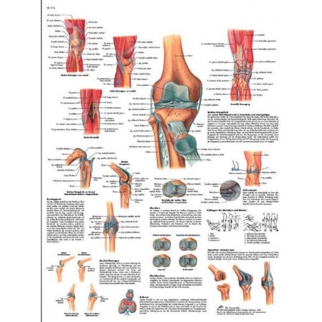 Planche anatomique du Genou