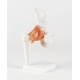 ARTICULATION DE LA HANCHE 