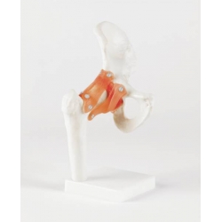 ARTICULATION DE LA HANCHE 