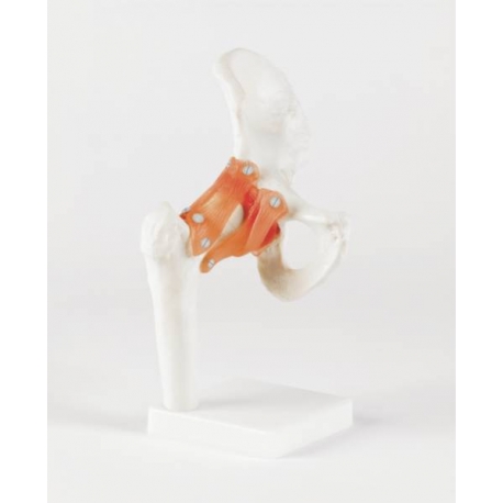 ARTICULATION DE LA HANCHE 